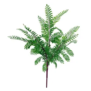 6 x 55cm Himilayan Maidenhair Fern Bush Dark Green Plant