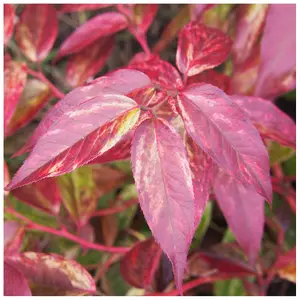 Leucothoe Scarletta 'Zeblid' Plant in a 2L Pot, Lovely Evergreen Foliage