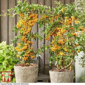 2 Pyracantha 'Sunny Star' - 9cm Potted Plants