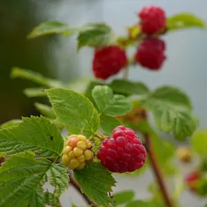 Lincolnshire Fruits Versaille Potted 1 Litre (Raspberry)