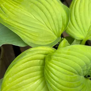 Hosta Guacamole - Bright Green Foliage, Ideal for Shady Borders in UK Gardens, Compact Size (20-30cm Height Including Pot)