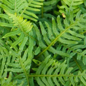 Pack of 3 Evergreen Hardy Ferns in 9cm Pots Ferns Plants Outdoor Garden Ready Perfect for Garden Shaded Areas