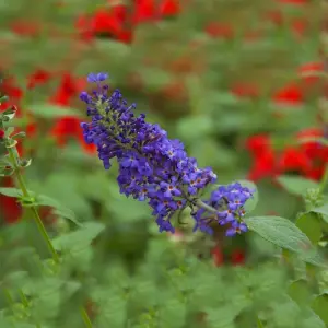 Buddleia Blue Heaven - Outdoor Flowering Shrub, Ideal for UK Gardens, Compact Size (15-20cm Height Including Pot)