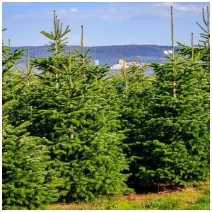 10 Nordmann Fir Christmas Trees 15-20cm.Britains Best No Needle Drop Nordman 3FATPIGS