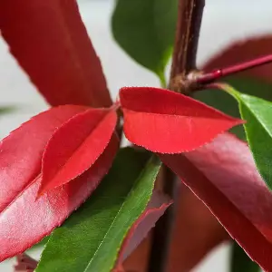 Hedges Direct Photinia Red Robin 70cm Height Evergreen Hedge Plant