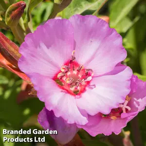 Clarkia Pink Buttercups 1 Seed Packet (750 Seeds)