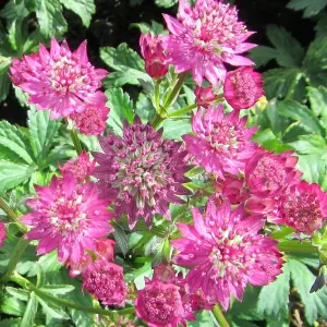 Astrantia Star of Beauty - Pink Flowering Masterwort, Perennial Plant, Moderate Height (30-40cm Height Including Pot)