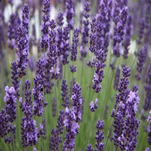 Lavender angustifolia 6 Pack - Scented Plants for Patio Pots or Garden Borders