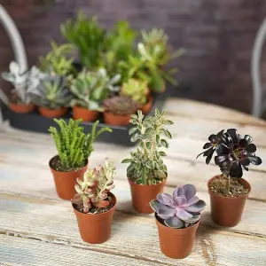 10 Succulent Plant Mix - Indoor Plant Gift - House & Office Plants