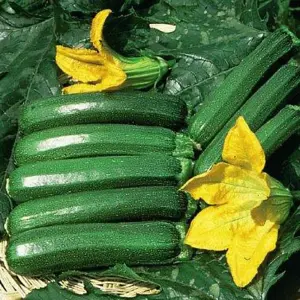 Courgette Defender F1 Hybrid 1 Seed Packet (12 Seeds)