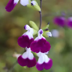 Salvia greggii Amethyst Lips 3 Litre Potted Plant x 1