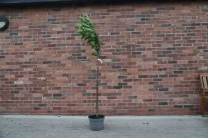 Mature Fruit Tree - Japanese Flowering Cherry 'Amanogawa'