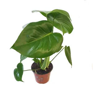 House Plant - Swiss Cheese Plant - 14 cm Pot size - 50-70 cm Tall - Monstera Deliciosa - Indoor Plant