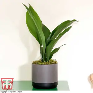 Aspidistra Cast Iron House Plant - 12cm Potted Plant + 30ml Incredifeed House Plant Drip Feeder