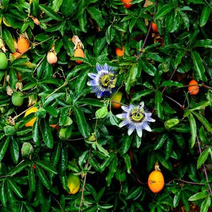 Passiflora Caerulea, Blue Passion Flower in 2L Pots, Tasty Edible Fruit 3FATPIGS