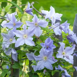 Clematis Blue Angel - Heavenly Blue Flowers, Climbing Vine, Morning Sun (20-30cm Height Including Pot)