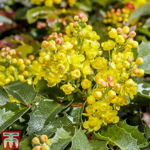 Mahonia aquifolium 9cm Potted Plant x 1