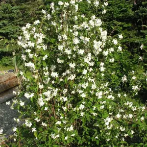 Philadelphus Starbright Garden Plant - Fragrant White Blooms, Compact Size (20-30cm Height Including Pot)