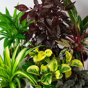 Pet Friendly Plants Indoor - Mix of 6 Real House Plants in 13cm Growers Pots