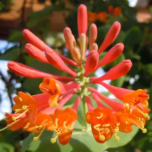 Lonicera Dropmore Scarlet Garden Plant - Vibrant Red and Orange Flowers, Compact Size (20-30cm Height Including Pot)