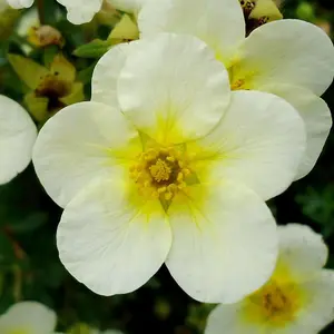 Potentilla fruticosa Limelight 9cm Potted Plant x 1