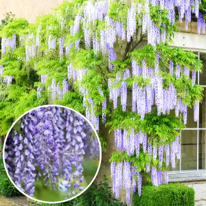 Wisteria Blue - Enchanting Flowering Vine for Beautiful Outdoor Spaces - UK Plant (30-40cm Height Including Pot)