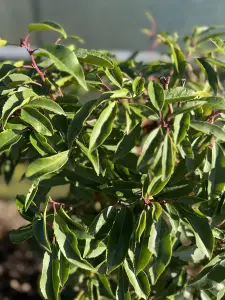 Portuguese Laurel Hedging Plants x15 6-7ft Full Pallet of Rootball Trees