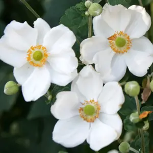 Anemone Honorine Jobert - Elegant White Blooms, Moderate Height (30-40cm Height Including Pot)