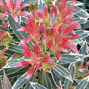 Pieris Flaming Silver Garden Plant - Variegated Foliage, Compact Size, Hardy (15-30cm Height Including Pot)