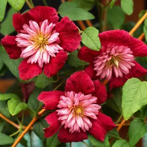 Clematis Avant-garde Red Flowering Vine Climbing Plant 60cm Cane 3L Pot