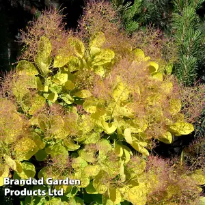 Cotinus coggygria Golden Spirit 9cm Potted Plant x 1