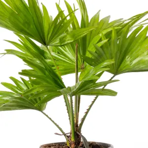 Palm Mix - Exotic Indoor Collection: Cycas, Livistona, Areca (12cm)