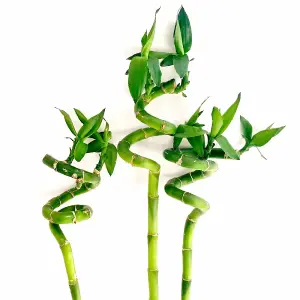 30cm Lucky Bamboo - Indoor Spiral Stems for Home Office, Kitchen, Living Room (5 stems)