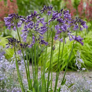 Agapanthus Poppin Purple - Agapanthus africanus, Deciduous Perennial (10-20cm Height Including Pot)