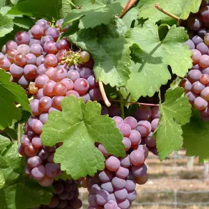 3 x Grape Plants - Mixed Vitis - Garden Grape Fruit Vine Grow Your Own Grapevine