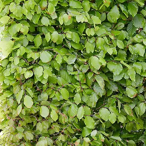 Common Beech Hedge Fagus sylvatica Set of 25 Bare Roots, 40-60cm tall