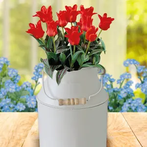 Pronto Seed Tulip Flower Growing Kit with Milkchurn Planter & Tulip Bulbs - Gardening Gifts for Women & Men