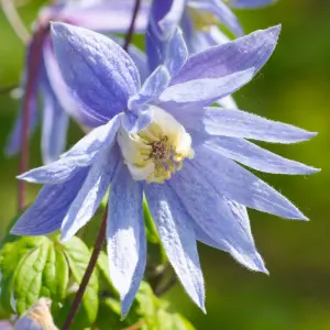 Clematis Alpina - Delicate Light Purple Flowers, Climbing Vine, Morning Sun (20-30cm Height Including Pot)