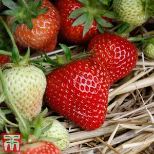 Strawberry (Fragaria) Elegance 12 Bare Roots