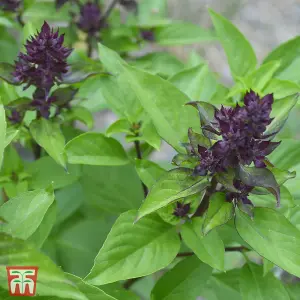 Herb Basil Siam Queen 1 Seed Packet (75 Seeds)