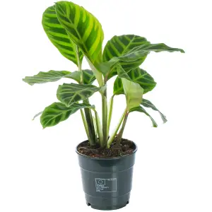 Calathea Zebrina - Exotic Foliage, Indoor Houseplant (12cm, 30-40cm)