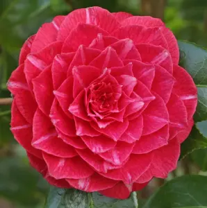 Camellia japonica Principessa Baciocchi in 3L Pot - Evergreen Shrub