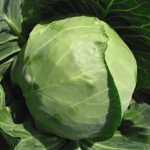 Cabbage Spring Hero F1 1 Seed Packet