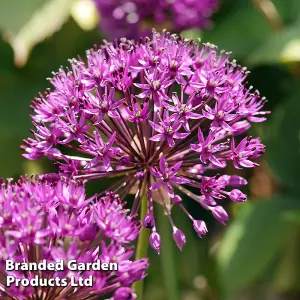 15 Allium Purple Sensation Bulbs