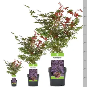 Acer Trompenburg - Japanese Maple, Outdoor Plant, Ideal for Gardens, Compact Size (80-100cm Height Including Pot)