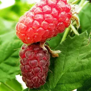 Loganberry Thornfree Fruit Bush Ribes Fruiting Berry Shrub Plant 3L Pot