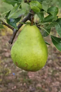 Lincolnshire Fruits Moonglow Bareroot 7 Litre 1.5m Tree