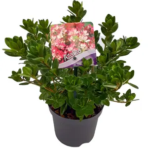 Azalea Izum-no-mai - Compact Evergreen Shrub, Delicate Pink Blooms (20-30cm Height Including Pot)