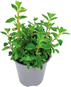 Oregano Herb Plant in 14cm Pot - Oreganos for Culinary Use - Ready to Plant