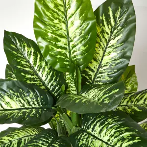 Homescapes Dieffenbachia Dumb Cane Plant in Pot, 150 cm Tall